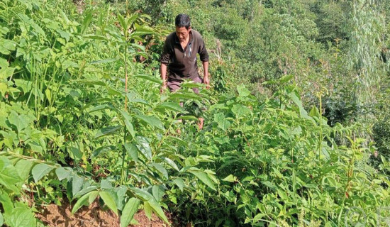 हरित क्रान्तिमा तेह्रथुमका किसान