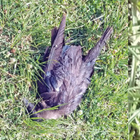 कैलालीमा २४ प्रतिशतले मात्र लगाए बुस्टर डोज