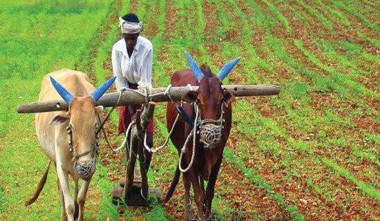 समावेशीकरणको दिशामा नयाँ फड्को : गोरखापत्रद्वारा प्रकाशित मगही  भाषा