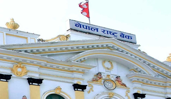 जुम्लामा मार्सीधान रोपाइँ सुरु