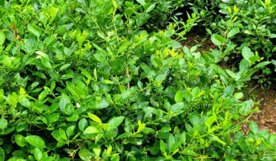 बिरुवा बिक्री नहुँदा किसान चिन्तित