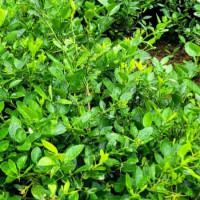 हिमपात र वर्षा नहुँदा सुक्न थाले हिउँदे बाली