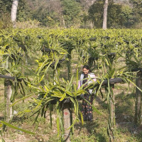 सुनका गहनासहित भारतीय नागरिक पक्राउ