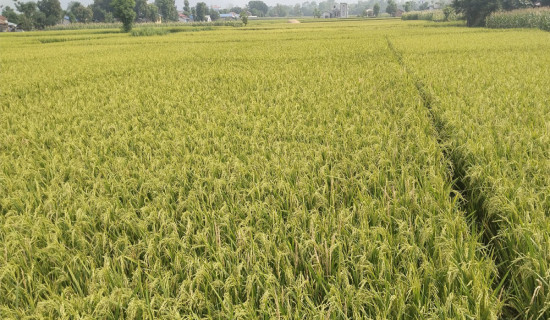 चैते धानले मूल्य नपाउँदा किसान निराश