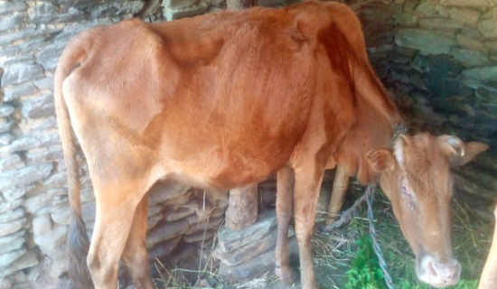 रैथाने गाई संरक्षणका लागि किसानलाई भत्ता