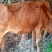 पूर्वीय दर्शनका हिमायती विश्वमा कमजोर हुन सक्दैनन् : प्रधानमन्त्री ओली