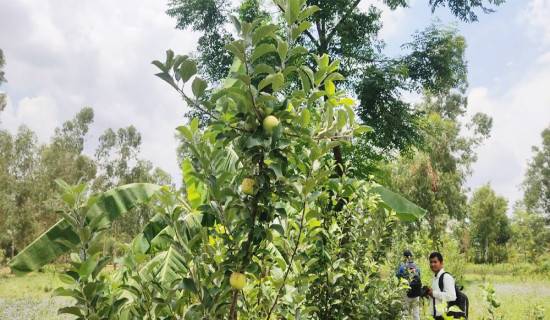गठबन्धनलाई हराउँदै घोराहीमा एमाले विजयी