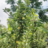 बाँकेमा खानेपानी आयोजना अधुरो