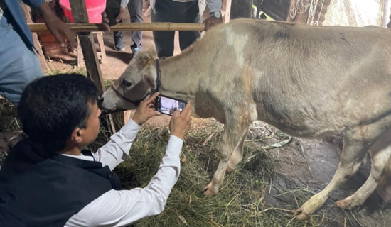 झापामा लम्फी स्किन र अफ्रिकन स्वाइन फिवरको सङ्क्रमण