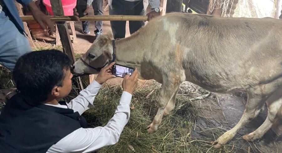 झापामा लम्फी स्किन र अफ्रिकन स्वाइन फिवरको सङ्क्रमण
