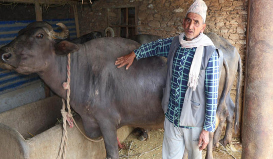 दूध र मह बिक्रीबाट मनग्य आम्दानी