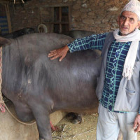 गोरखापत्र संस्थान सेवाबाट शाहको बिदाइ