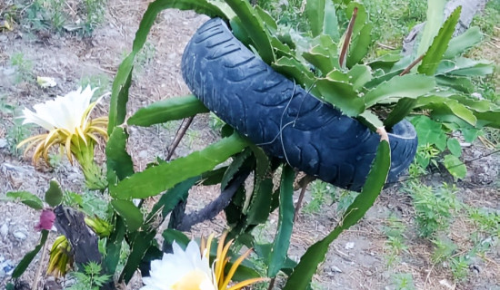 हुम्लामा फल्यो ड्रागन फ्रुट