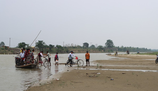 पाल्पामा ८७ प्रतिशत रोपाइँ