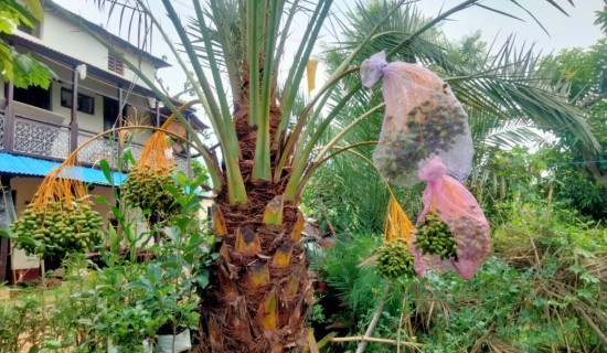 स्याङ्जामा पनि लटरम्मै खजुर