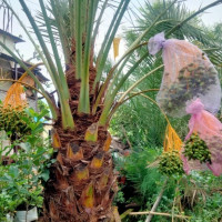 नेपाली नागरिकलाई भारतीय कागजात बनाइदिने तीन जना पक्राउ