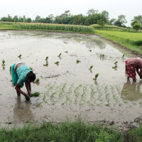राजविराज नगरपालिकाको प्रमुख प्रशासकीय अधिकृतमा चन्द्रवंशी