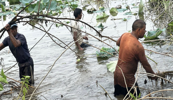 घोडाघोडी तालमा मिचाहा प्रजातिकाे बेसरम झार हटाइँदै