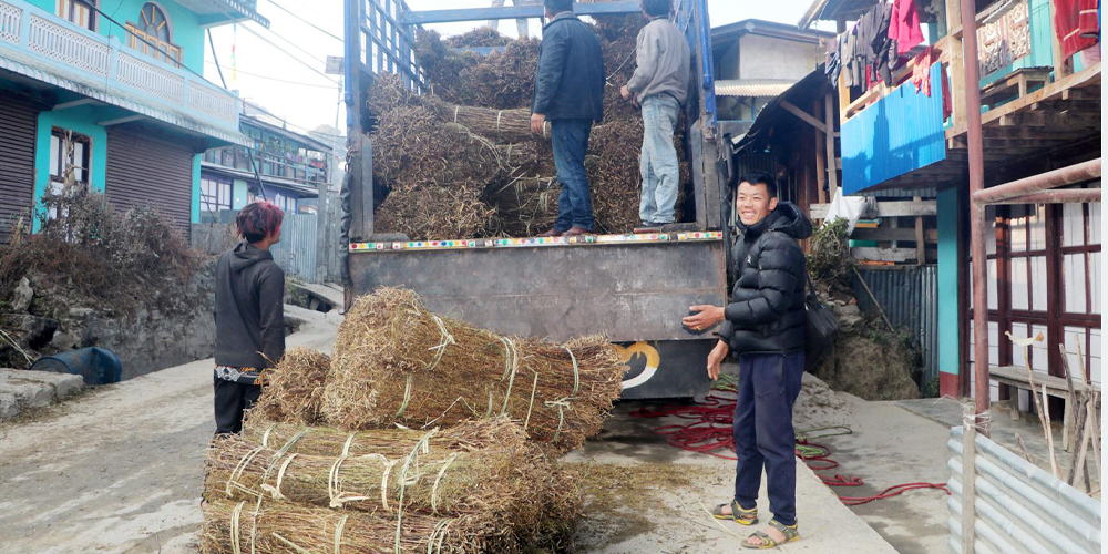 ताप्लेजुङमा चिराइतो उत्पादनमा वृद्धि