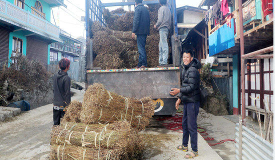 ताप्लेजुङमा चिराइतो उत्पादनमा वृद्धि