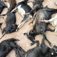 विकास निर्माणका काममा हामी एकताबद्ध होऔँ : ऊर्जामन्त्री भुसाल