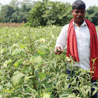 हेवा खोलामा बन्दै गरेको बेलिब्रिज खस्यो : चार मजदुर गम्भीर घाइते