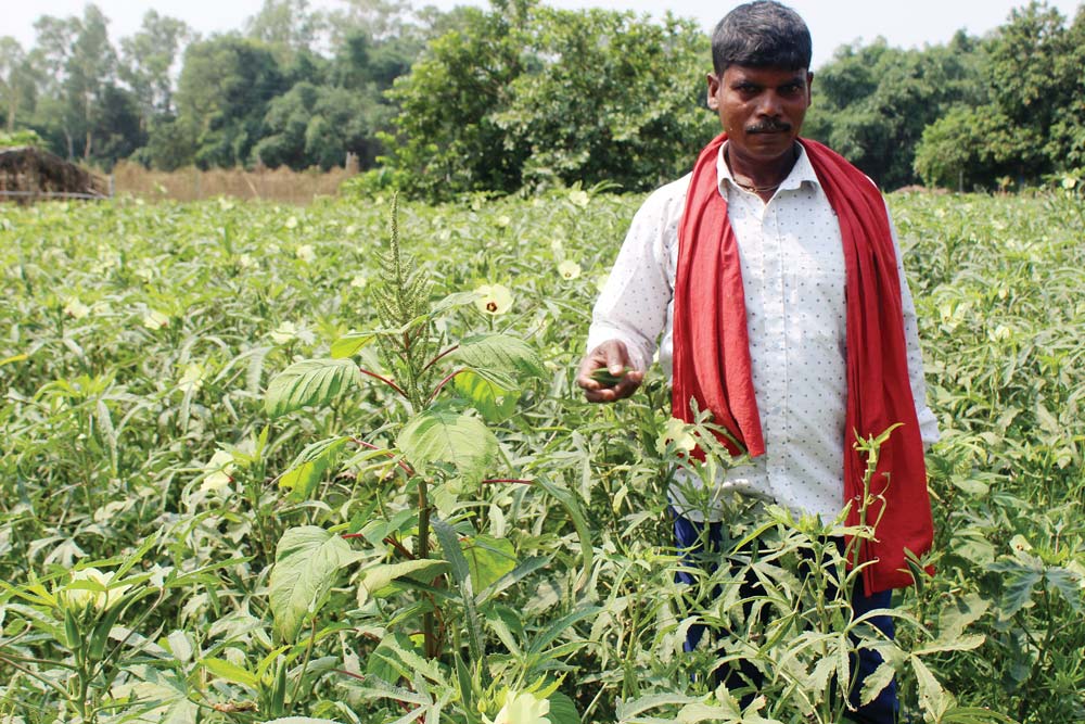 पाँच रुपियाँमा पनि बिक्दैन भिन्डी