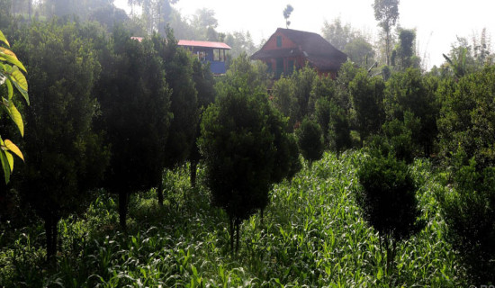 व्यावसायिक सुन्तलाखेतीमा जुट्दै भोजपुर पालुवाका किसान