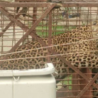 कक्षा १२ पासलाई जनरल नर्सिङ पढ्ने अवसर