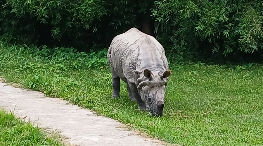 गैँडाको आक्रमणबाट एक जनाको मृत्यु