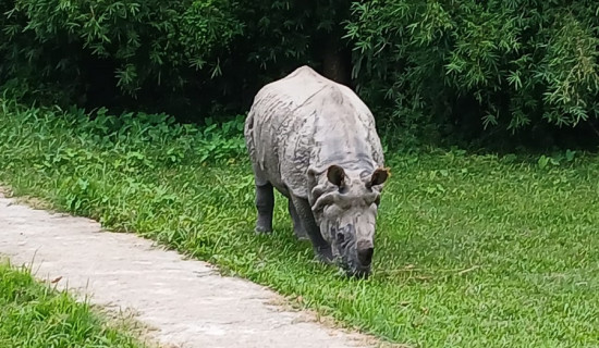 गैँडाको आक्रमणबाट एक जनाको मृत्यु
