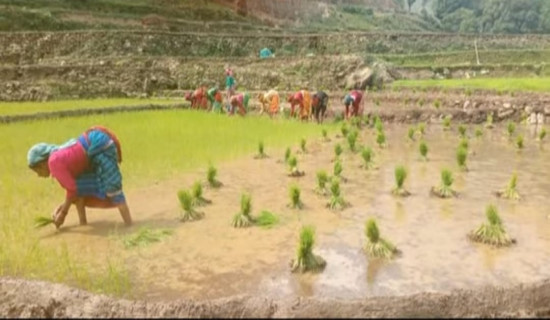 धनुषाधाममा विद्युत प्राधिकरणलाई ४० लाखको जग्गा दान