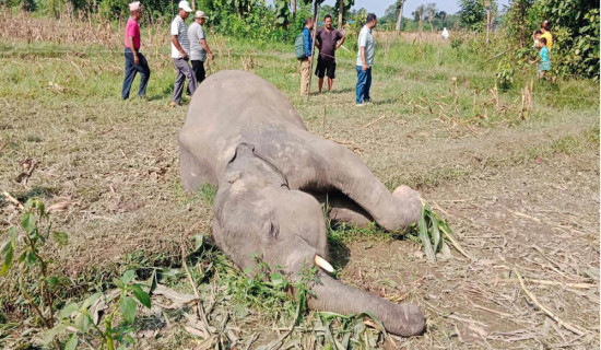 वराहक्षेत्रमा जङ्गली हात्ती मृत फेला