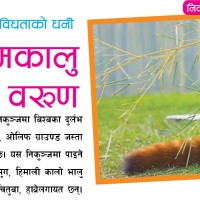 समावेशीकरणको दिशामा नयाँ फड्को : गोरखापत्रद्वारा प्रकाशित उर्दु भाषा