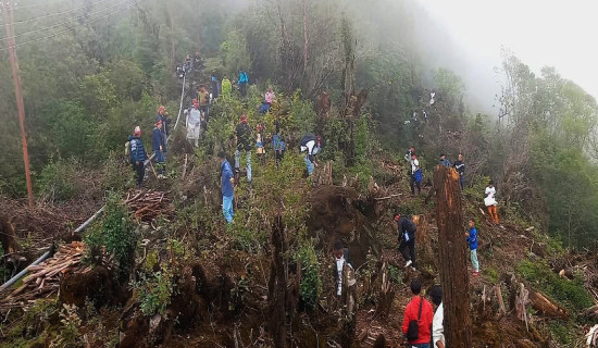 पाथीभरा क्षेत्रमा पाँच हजार बिरुवा रोपियो