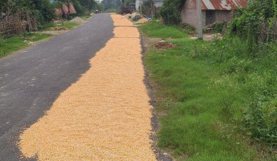 कालोपत्रे सडकमा मकै