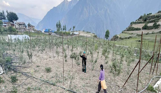 हुम्लामा फल्यो फुजी स्याउ