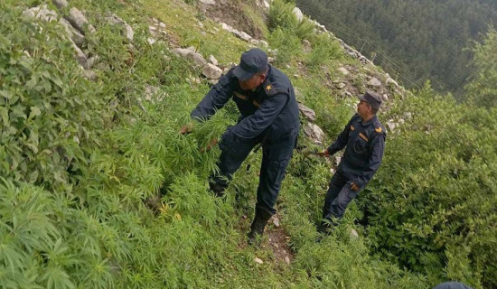 मुस्ताङमा गाँजाको बोट नष्ट गरिँदै