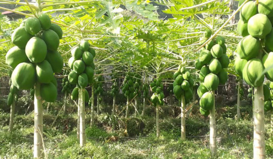 मेवा खेतीबाट मनग्य आम्दानी