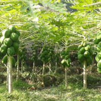 आयरल्यान्डसँगको पहिलो खेलमा नेपाल ६ विकेटले विजयी