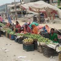 वनले रोक्यो करोडौँको काठ लिलाम