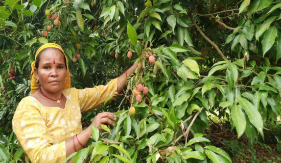 रामघाट सुर्खेतमा व्यावसायिक लिचीमा आकर्षण