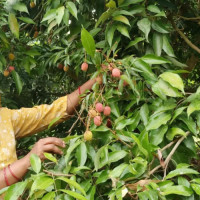 बागलुङका चार विद्यालय गाभिदा ३१ विद्यालय घटुवा