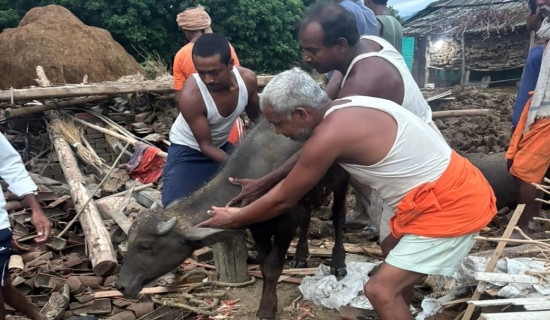 हावाहुरीले गोठ भत्किँदा दुई वटा भैँसी मरे