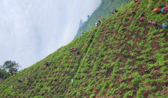 गुल्मीमा चियाको परीक्षण सफल भएपछि थप क्षेत्रफल विस्तार