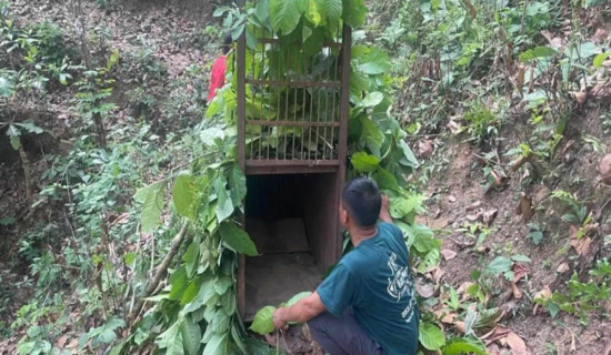 नरभक्षी चितुवा नियन्त्रणमा आएन