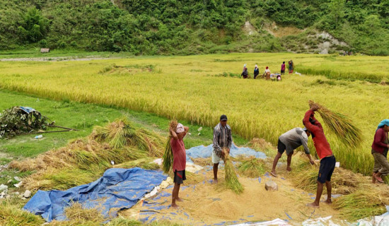 चैते धान थन्क्याउने चटारोमा किसान