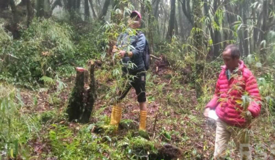भोजपुरमा लोपोन्मुख ‘रेड पान्डा’को संरक्षण गर्न क्यामेरा जडान