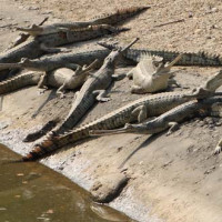 धौलागिरी कृषि तथा पशुपंक्षी फार्ममा फलेको किबी