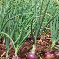 पुष्पलाल राजमार्ग निर्माण छिटो सक्न सरकारसँग माग